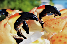 Load image into Gallery viewer, Stone Crab Claws (Quantity in lbs.)