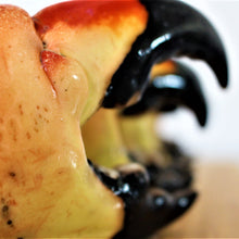 Load image into Gallery viewer, Stone Crab Claws (Quantity in lbs.)